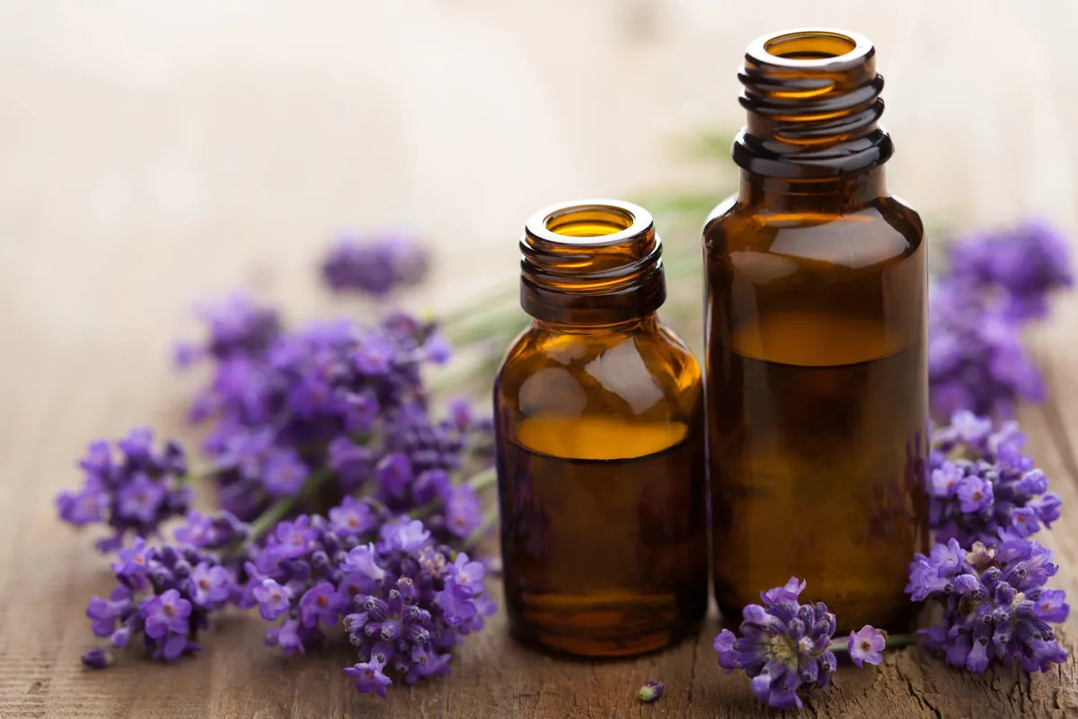 La lavande vraie, l'huile essentielle indispensable