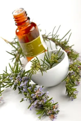 Courbatures : huile de massage au romarin