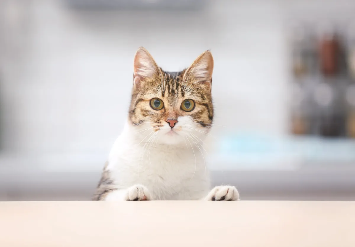 L'hygiène du chat : comment entretenir votre chat ?