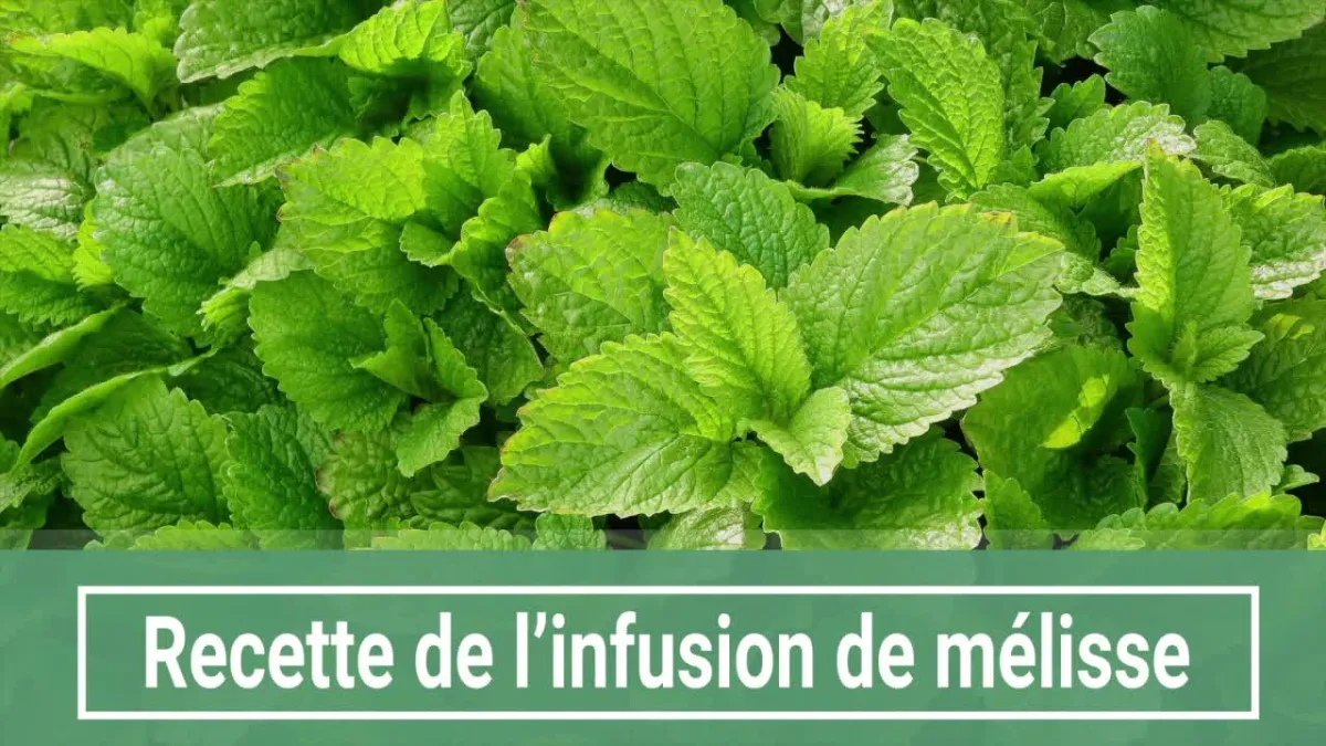 Recette de l'infusion de mélisse