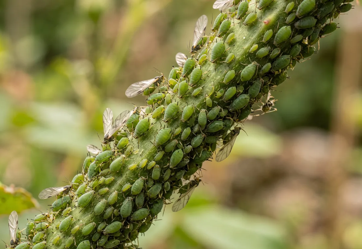 Insecticide naturel au savon noir