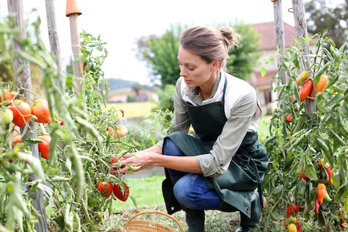 Jardin : les astuces pour lutter contre les pucerons et autres parasites