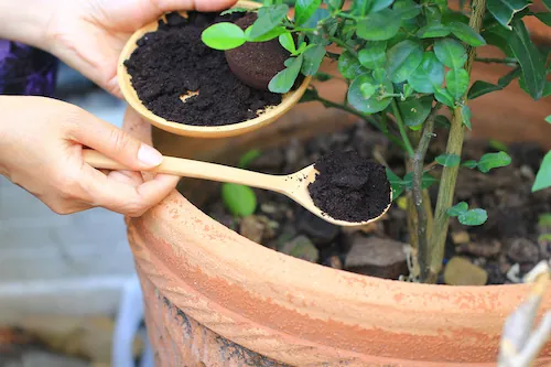 Jardinage : 5 astuces de grand-mère