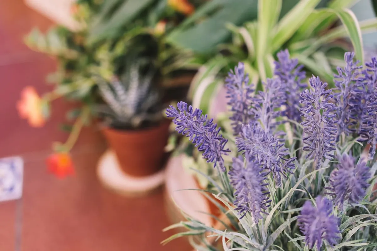 Plants de lavande en fleurs, plante répulsive naturelle contre les moustiques au jardin