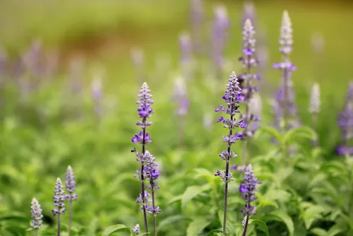 Lavande officinale