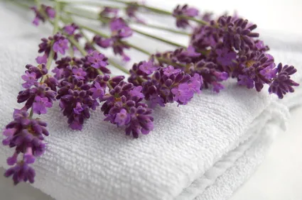 Faire de la lessive bio à la lavande