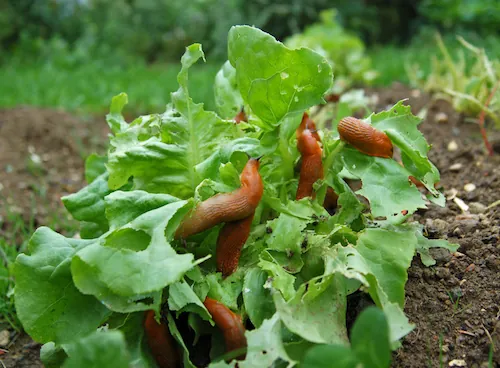 Potager : 3 astuces contre les escargots et les limaces