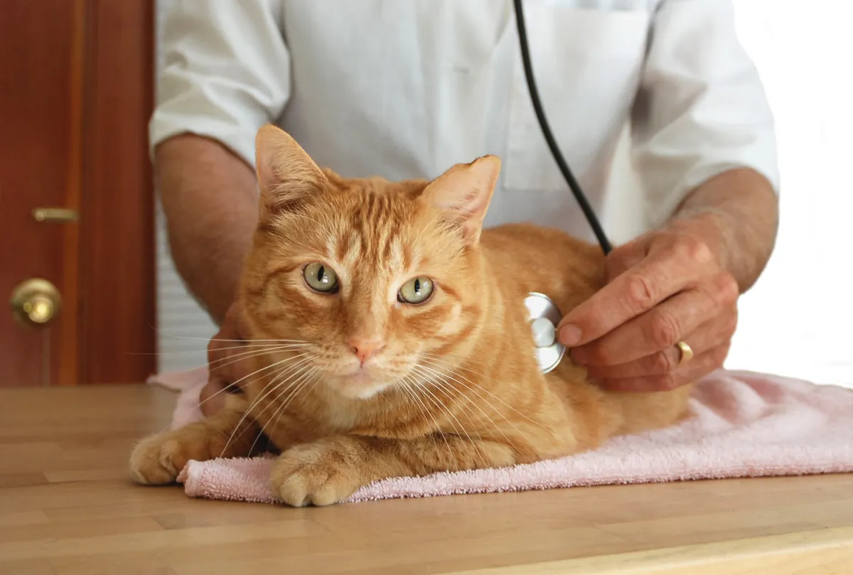Comment agir en cas de maladie du chat ?