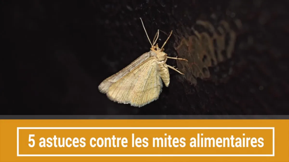 5 astuces contre les mites alimentaires