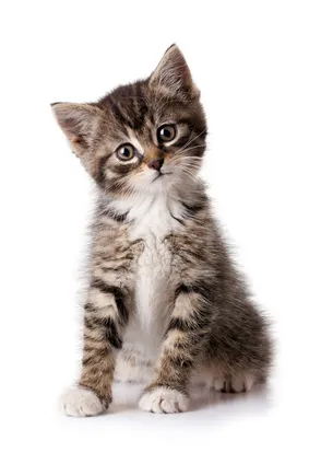 Chat : Nettoyer une tache d'urine