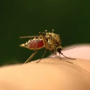 Soulager une piqûre de moustique