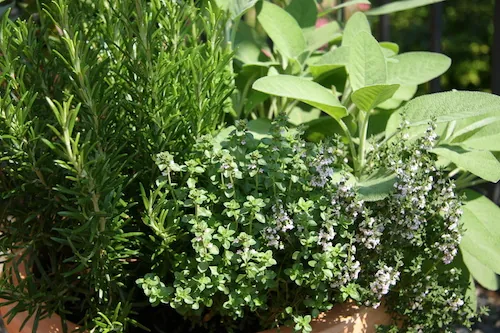 Jardin : les astuces pour avoir de belles plantes aromatiques
