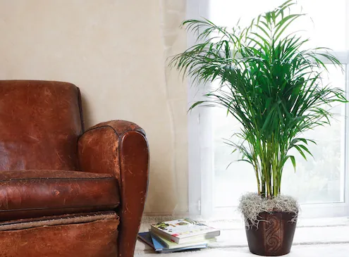 8 plantes dépolluantes pour la maison