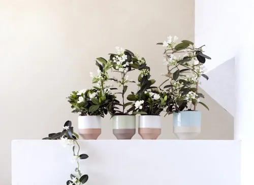 Plantes d’intérieur : les fleurs blanches