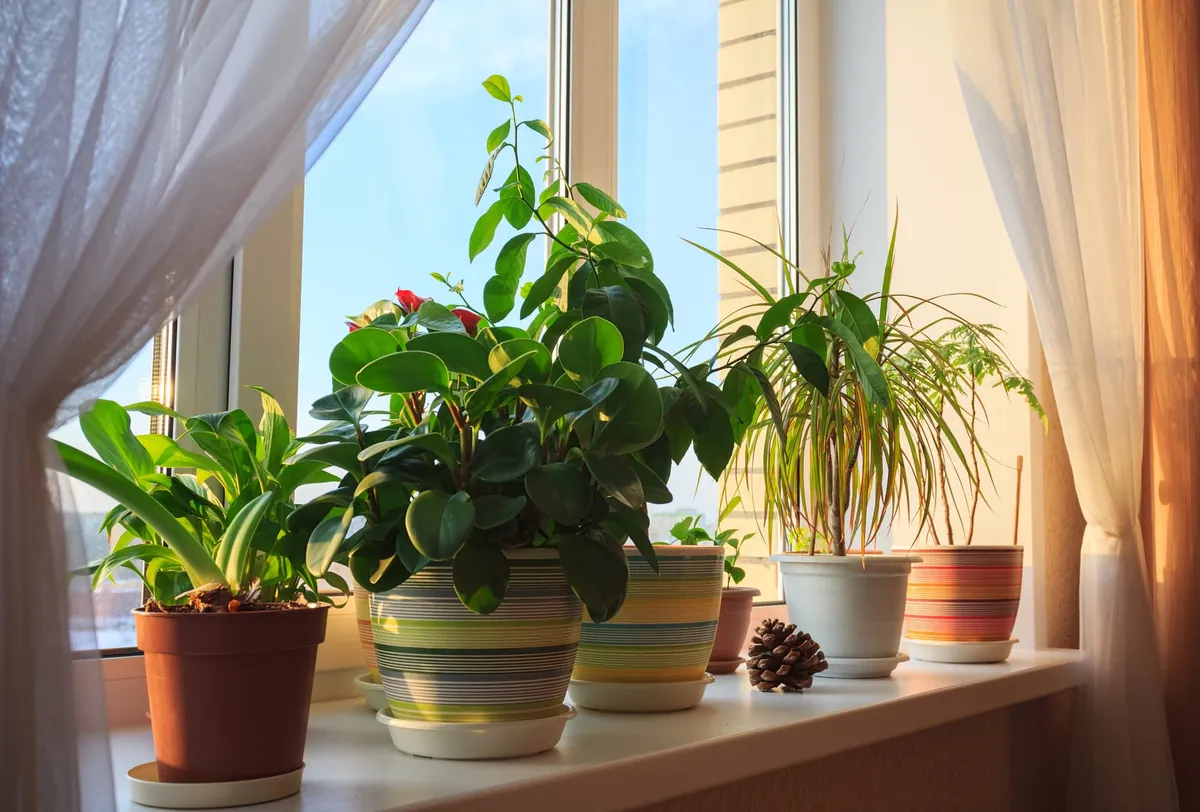 Les plantes dépolluantes sont-elles une solution naturelle pour purifier l'air de votre maison ?
