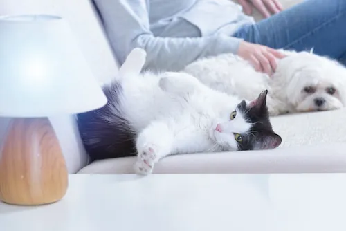 5 astuces de grand-mère pour en finir avec les poils d’animaux sur les tissus