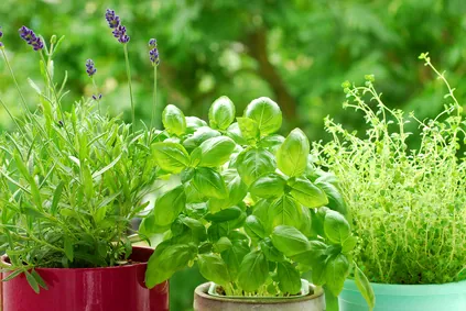 Pucerons : insecticide naturel au basilic