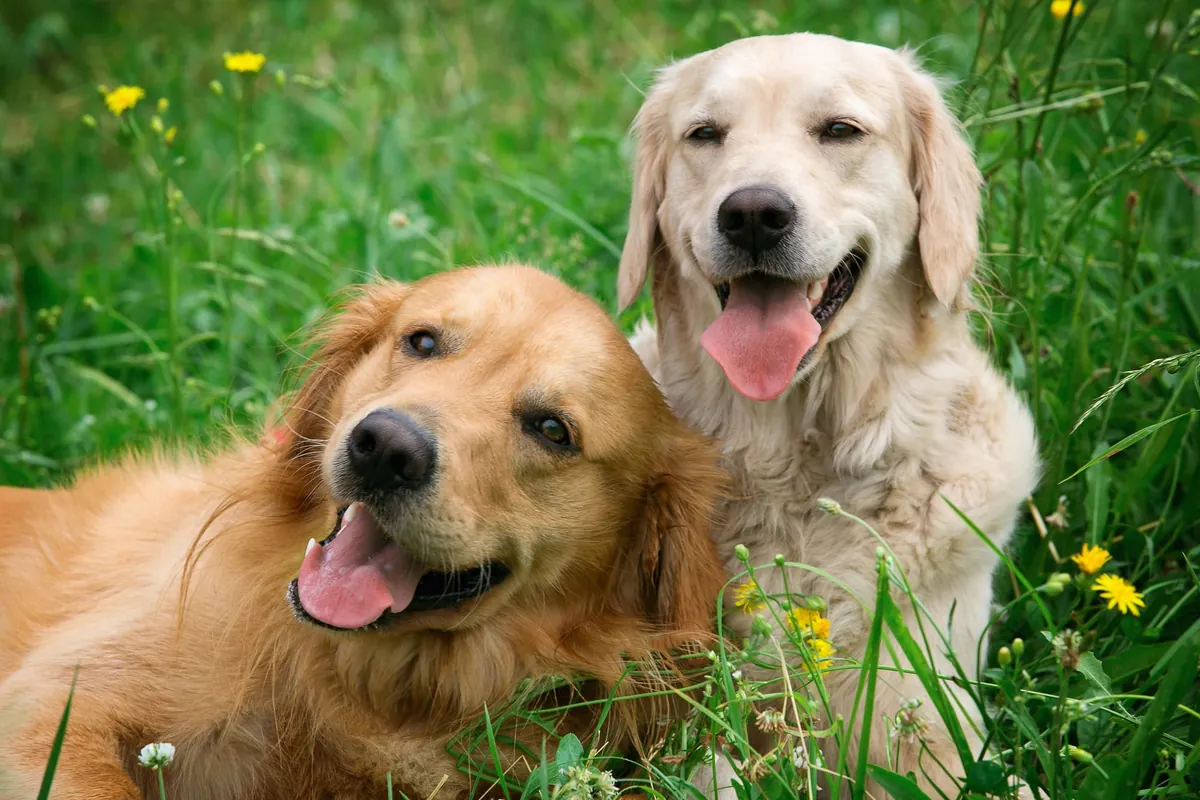 Puces des chiens : 3 astuces de grand-mère