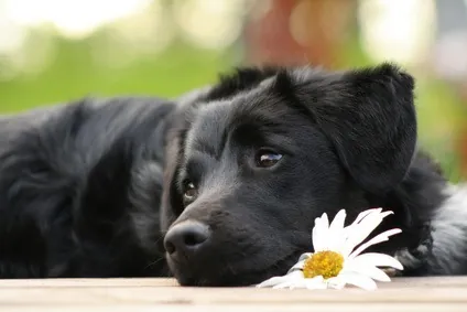 Puces des chiens : 4 solutions naturelles