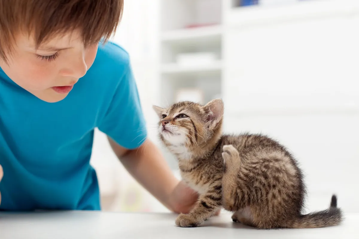 Puces du chat : 5 solutions naturelles