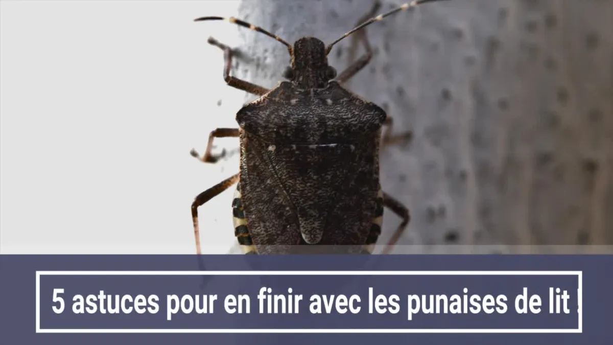 5 astuces pour en finir avec les punaises de lit !