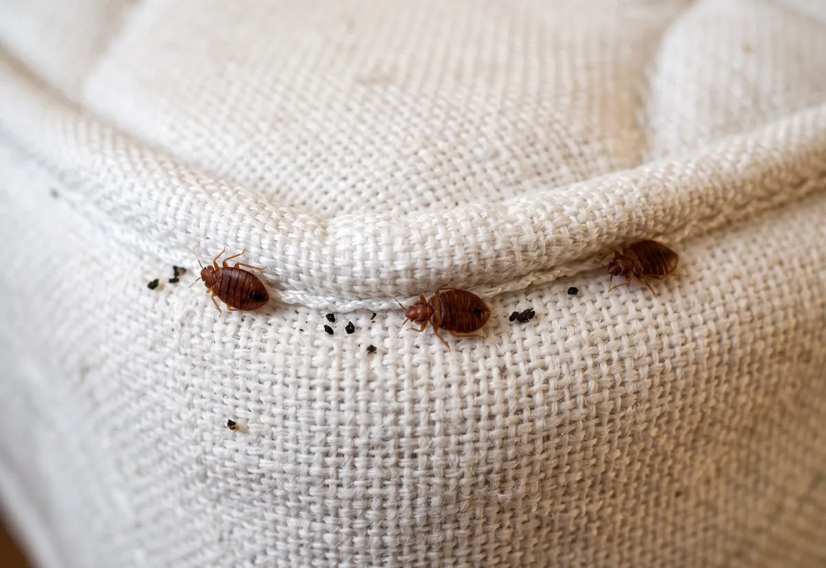 5 astuces pour en finir avec les punaises de lit !