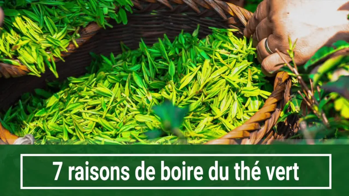 7 raisons de boire du thé vert