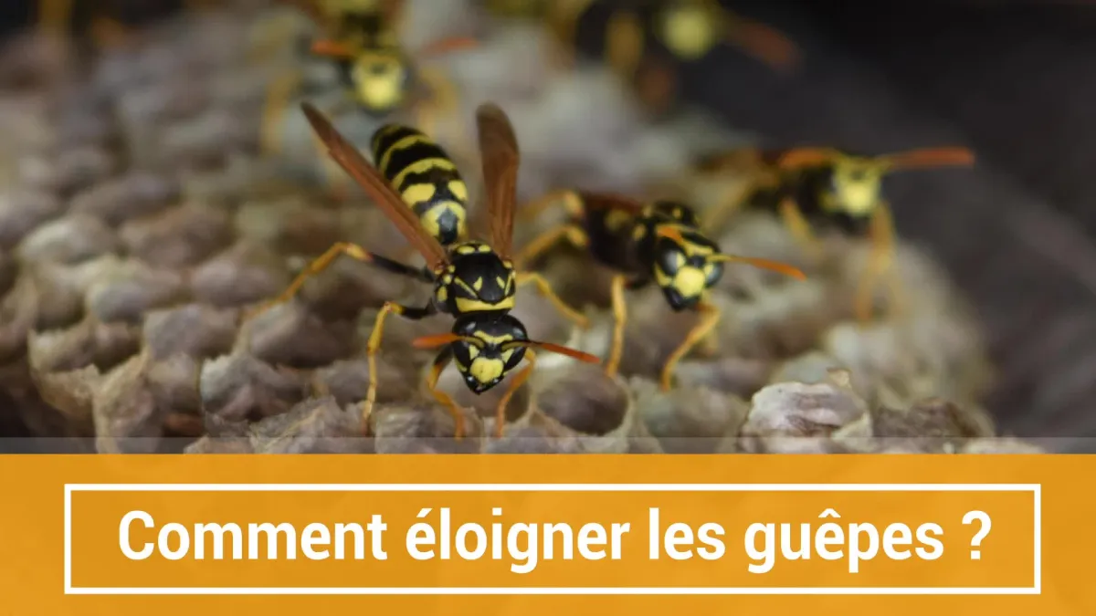 2 astuces pour repousser les guêpes