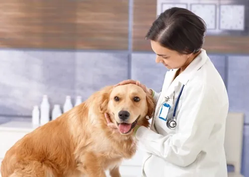 Fumer est mauvais pour la santé de votre animal préféré