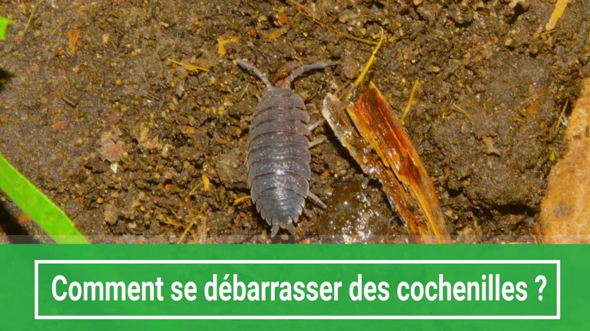 Comment se débarrasser des cochenilles ?