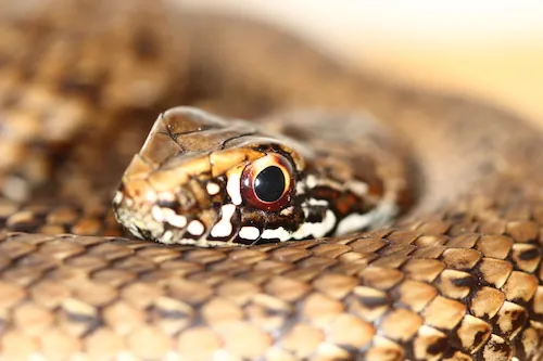 Morsure de serpent : que faire ?