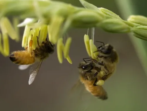 La propolis, remède à la calvitie ?