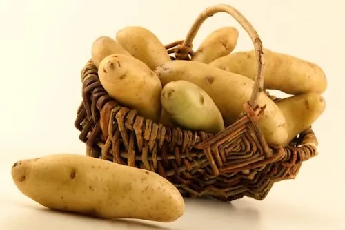 Un extrait de pomme de terre pour stabiliser la prise de poids