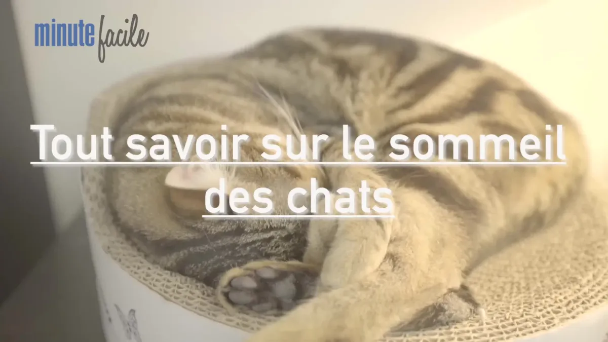 Les choses à savoir sur le sommeil du chat
