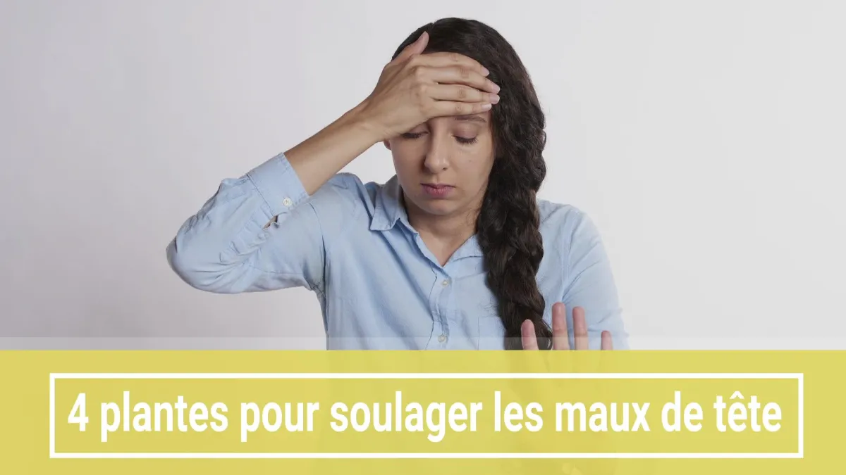 4 plantes pour soulager les maux de tête