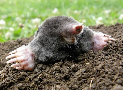 Comment chasser les taupes du jardin ?