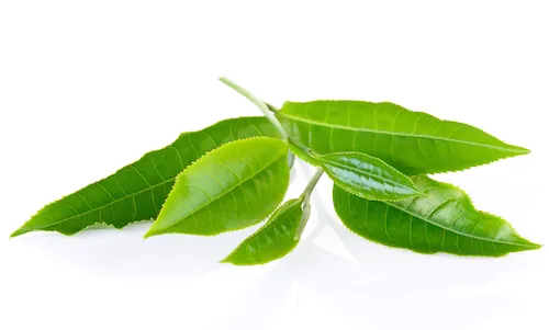 Thé vert