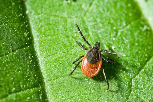La tique : parasite vecteur de maladies