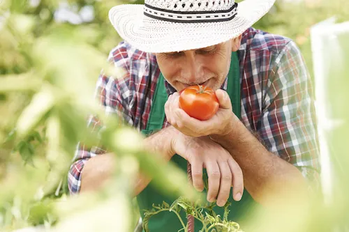 2 traitements préventifs contre les maladies des tomates