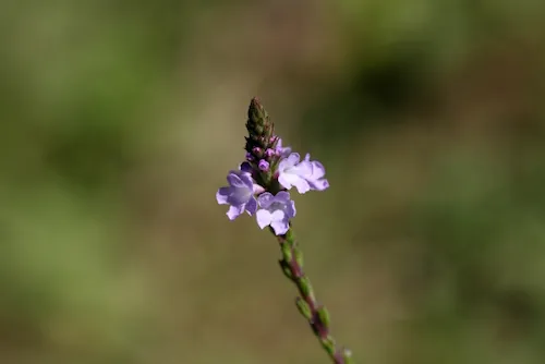 Verveine officinale