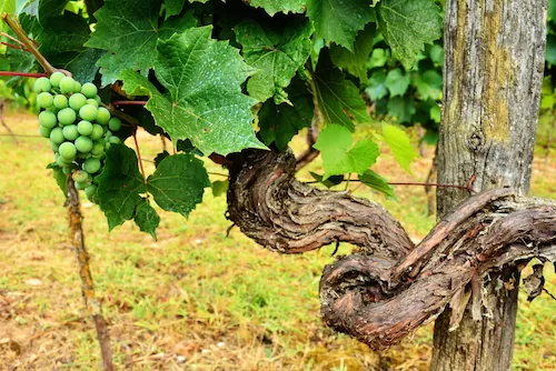 Vigne rouge