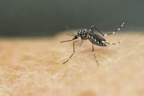 Zika peut provoquer une myélite en touchant la moelle épinière