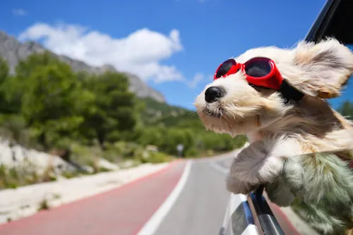 Comment voyager avec vos animaux de compagnie ?