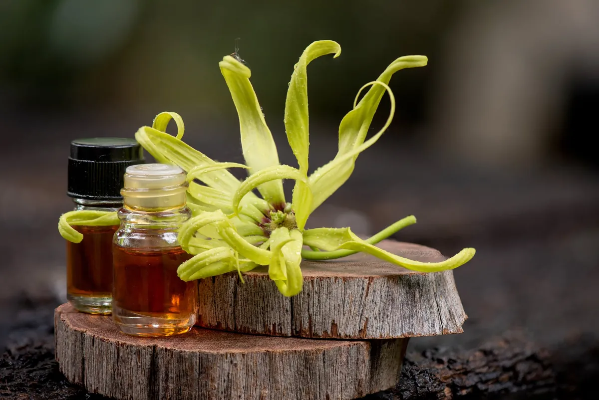 Huile essentielle d'Ylang-Ylang : propriétés, usages et précautions