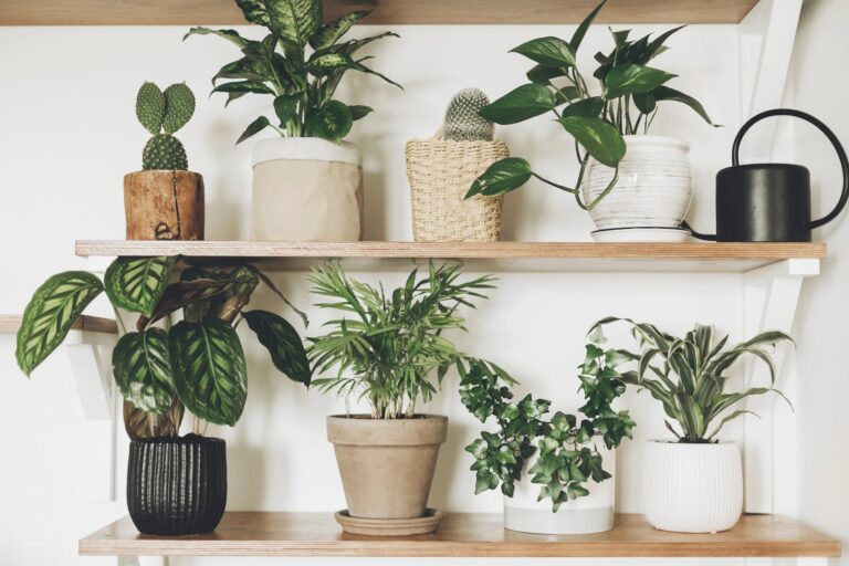 Astuces indispensables pour avoir de belles plantes d&rsquo;intérieur