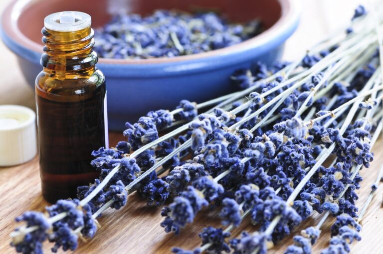 Santé : comment utiliser l&rsquo;huile essentielle de lavande vraie ?