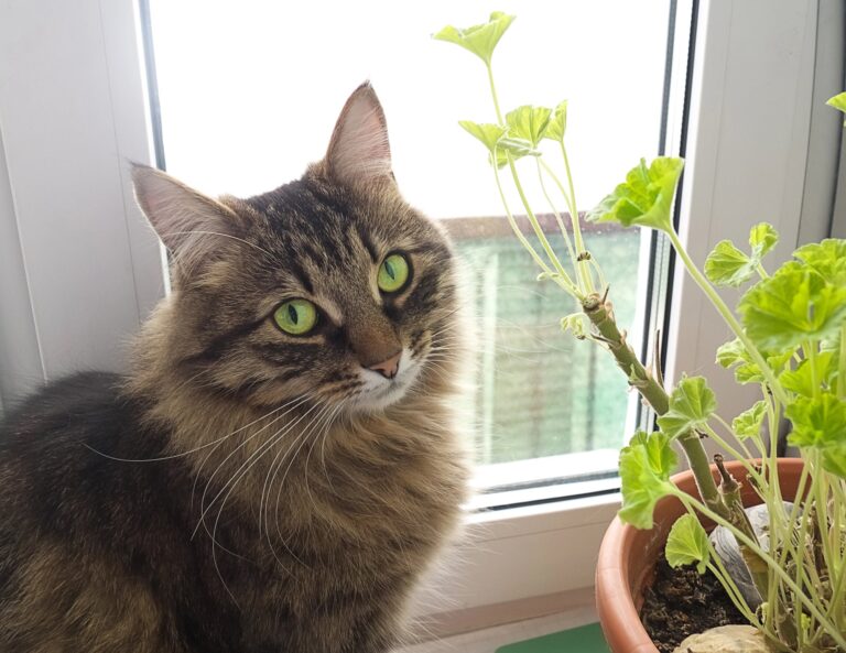 5 astuces pour éloigner les chats des plantes