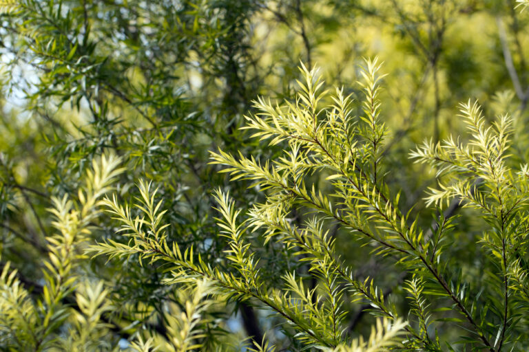 Huile essentielle de tea tree