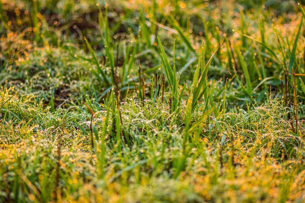 Mauvaises herbes : 4 solutions naturelle...