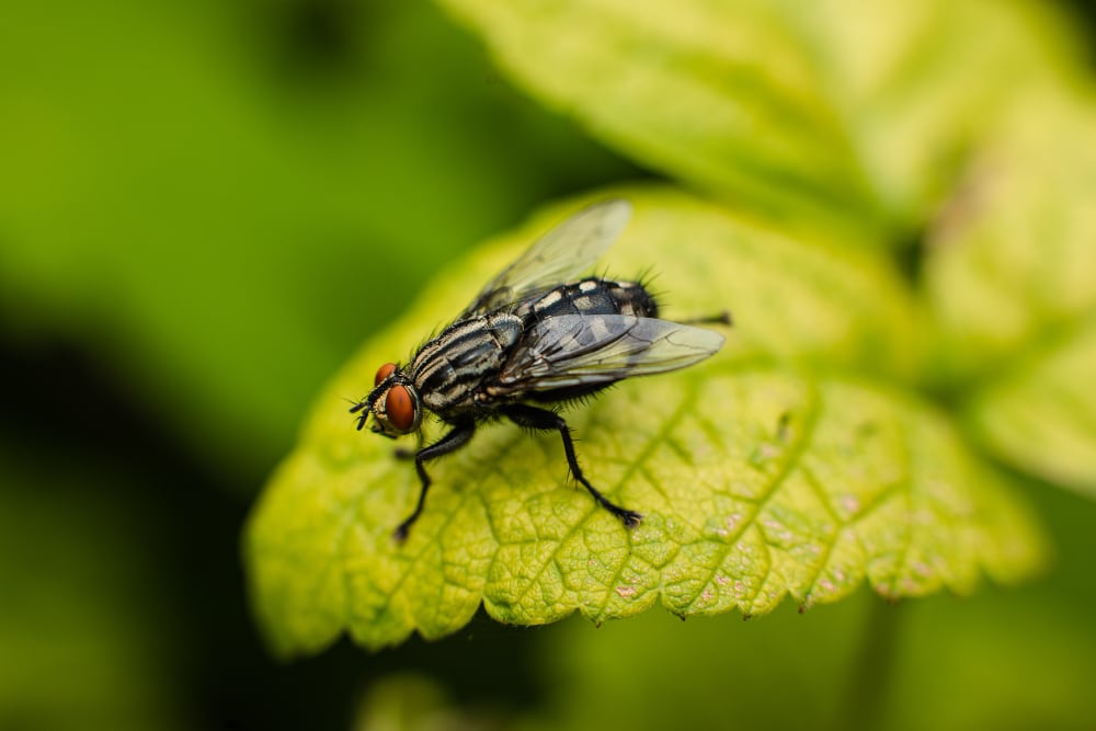 Mouches : 5 astuces pour s&rsquo;en déba...